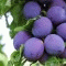 plum