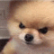 inu009
